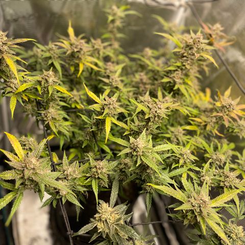 Moonshine Cookies growlog timeline photo