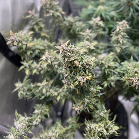 Do-Si-Dos #1 growlog timeline photo
