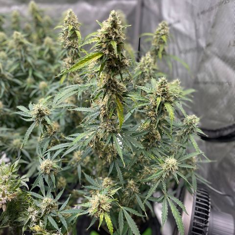 Milky Way - Variegated growlog timeline photo