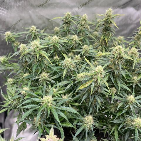 Blue Knight #1 growlog timeline photo