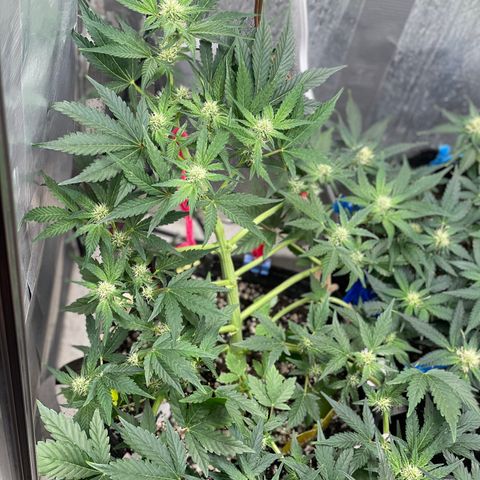 White Widow #4 growlog timeline photo