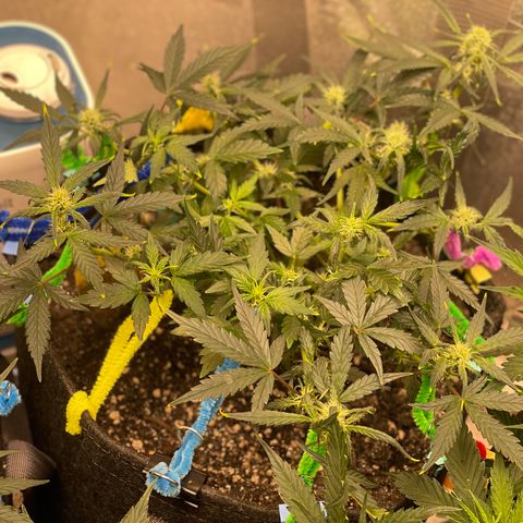 Bruce Banner #2 growlog timeline photo