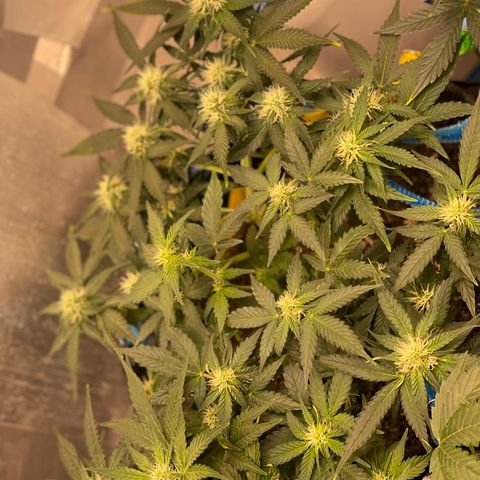 Cinderella #2 growlog timeline photo