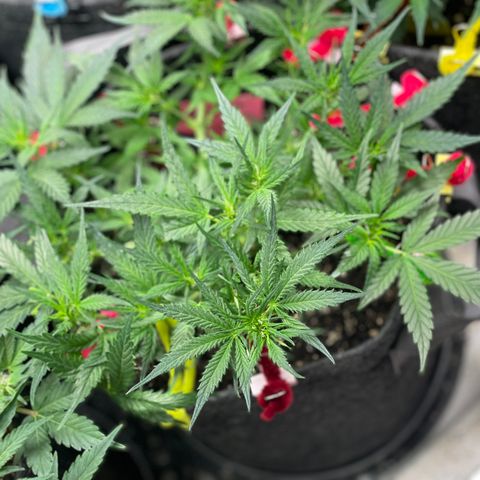 Sexxpot #2 growlog timeline photo