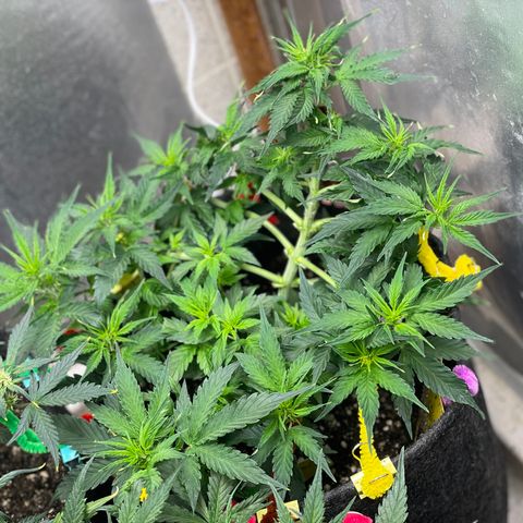 Gelato #1 growlog timeline photo