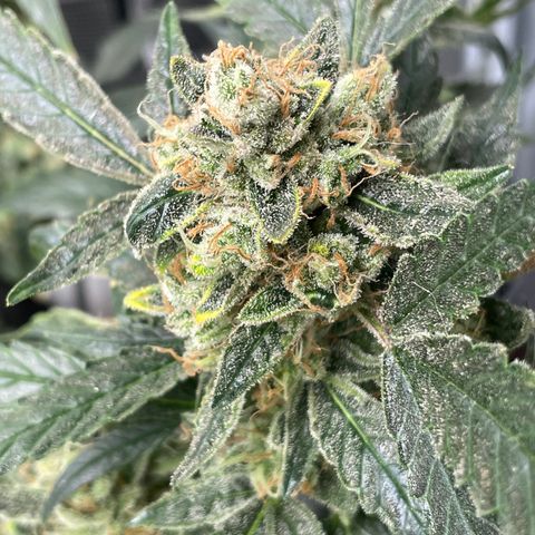 Bruce Banner #1 growlog timeline photo