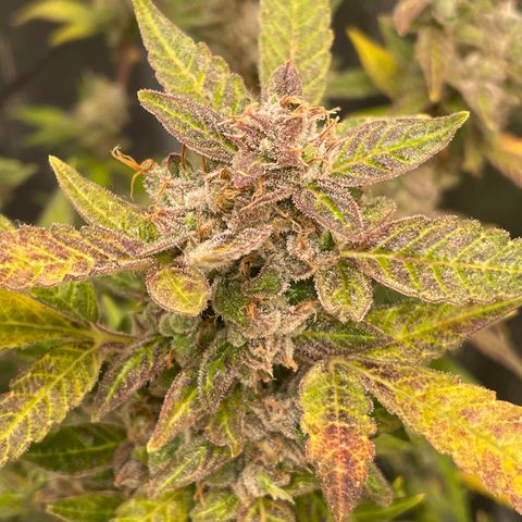 Moonshine Cookies growlog timeline photo