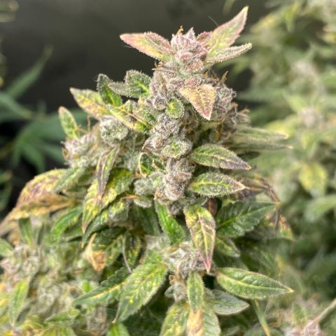 Do-Si-Dos #1 growlog timeline photo