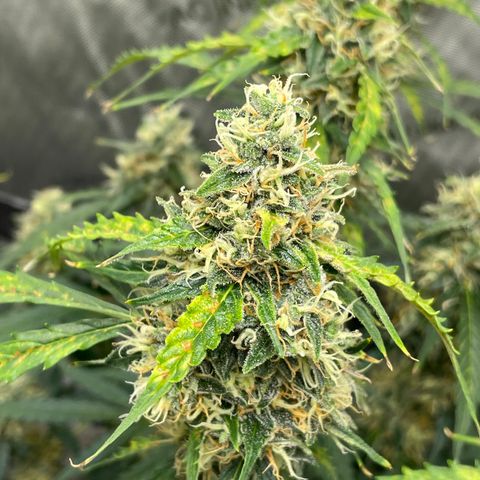 Milky Way - Variegated growlog timeline photo