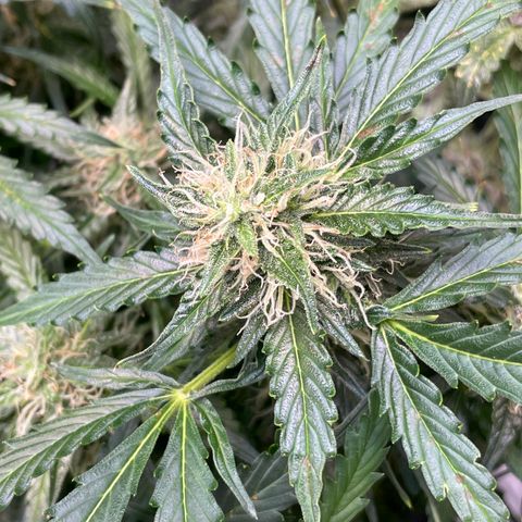 Blue Knight #1 growlog timeline photo