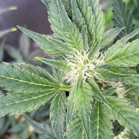 White Widow #4 growlog timeline photo