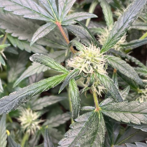 Bruce Banner #2 growlog timeline photo