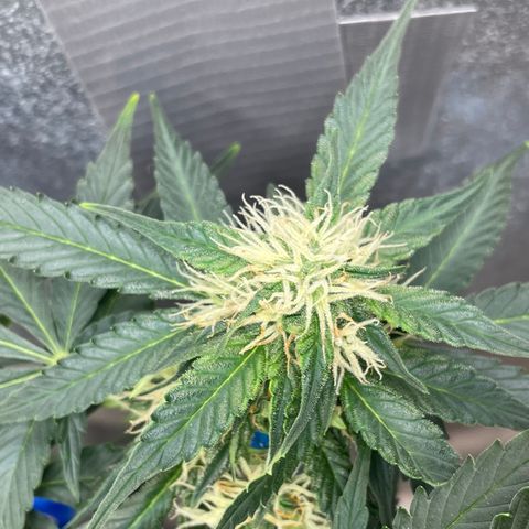 Cinderella #2 growlog timeline photo