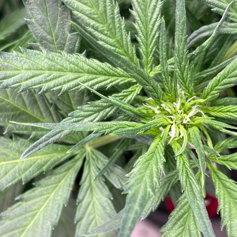 Sexxpot #2 growlog timeline photo