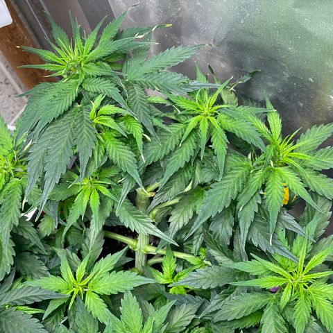 Gelato #1 growlog timeline photo