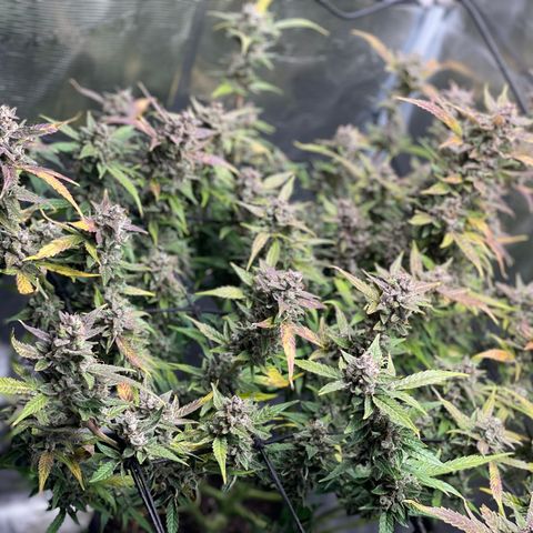 Moonshine Cookies growlog timeline photo