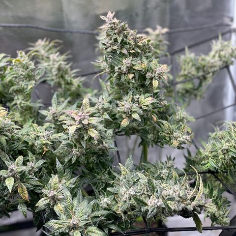 Do-Si-Dos #1 growlog timeline photo