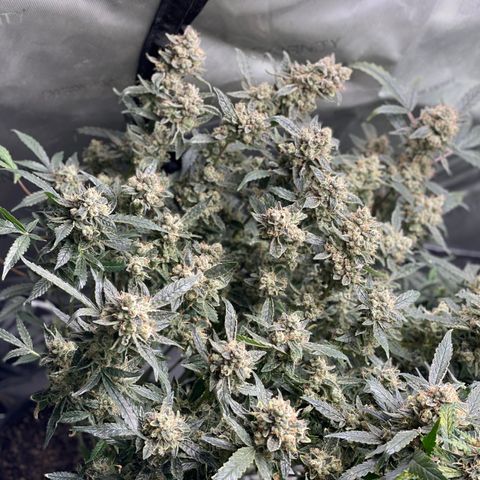 Bruce Banner #1 growlog timeline photo