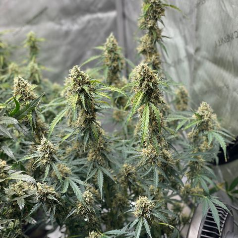 Milky Way - Variegated growlog timeline photo