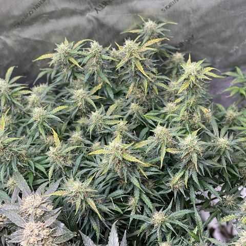 Blue Knight #1 growlog timeline photo