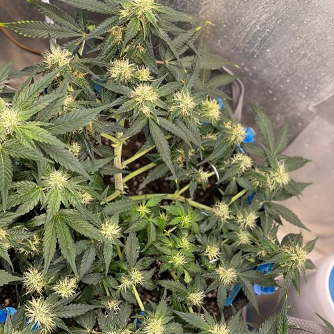 Cinderella #2 growlog timeline photo