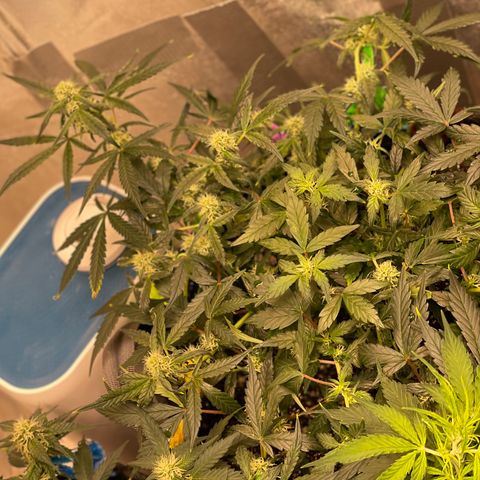 Bruce Banner #2 growlog timeline photo