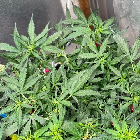 Sexxpot #2 growlog timeline photo