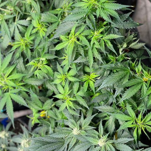 Gelato #1 growlog timeline photo