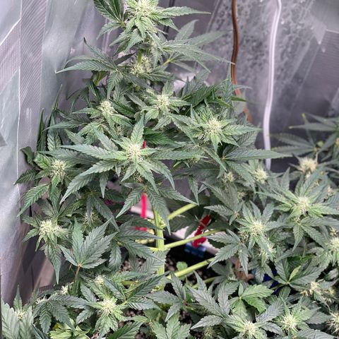 White Widow #4 growlog timeline photo