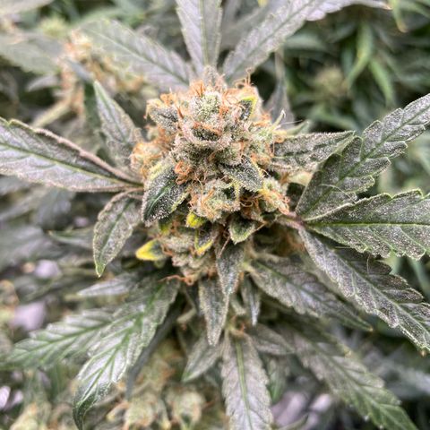 Bruce Banner #1 growlog timeline photo