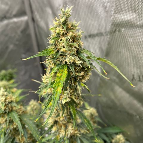 Milky Way - Variegated growlog timeline photo
