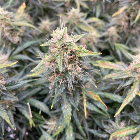 Blue Knight #1 growlog timeline photo
