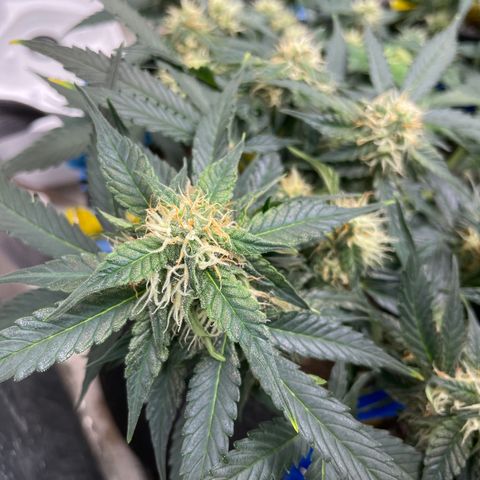 Cinderella #2 growlog timeline photo