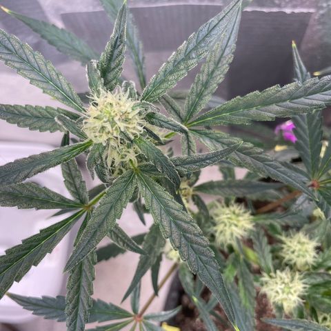 Bruce Banner #2 growlog timeline photo