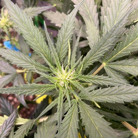 Sexxpot #2 growlog timeline photo