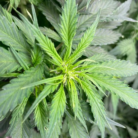 Gelato #1 growlog timeline photo