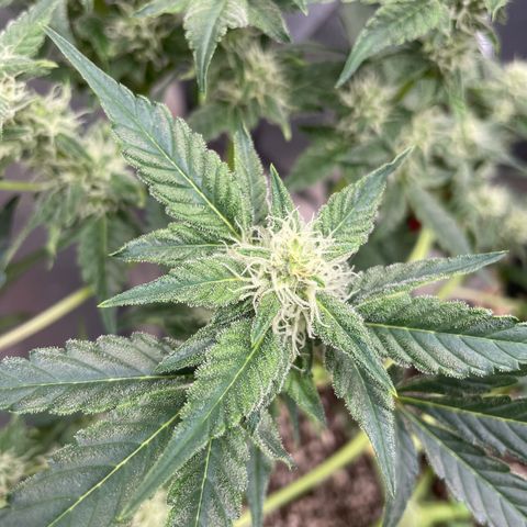 White Widow #4 growlog timeline photo