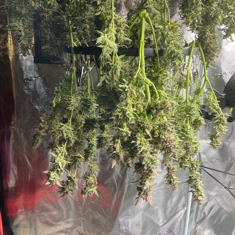 Moonshine Cookies growlog timeline photo