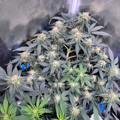 Cinderella #2 growlog timeline photo