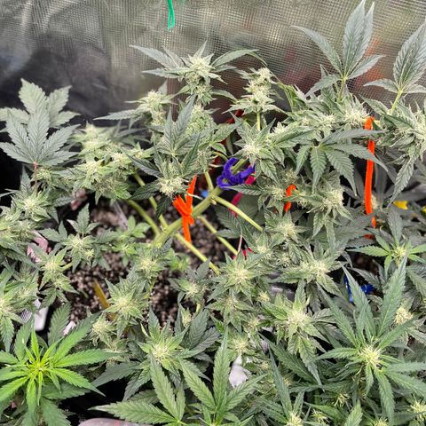 White Widow #4 growlog timeline photo