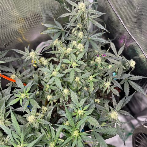 Bruce Banner #2 growlog timeline photo