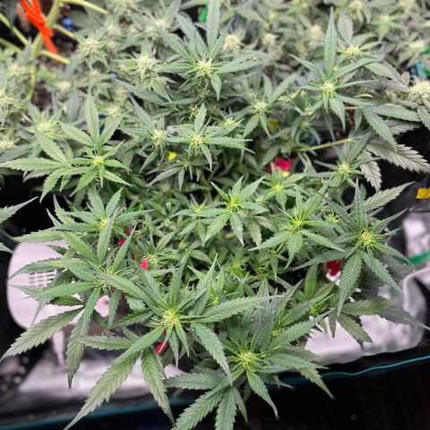 Sexxpot #2 growlog timeline photo