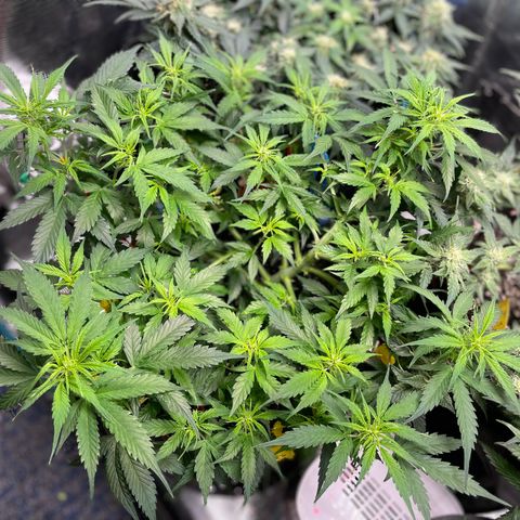 Gelato #1 growlog timeline photo