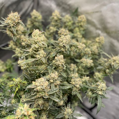 Bruce Banner #1 growlog timeline photo
