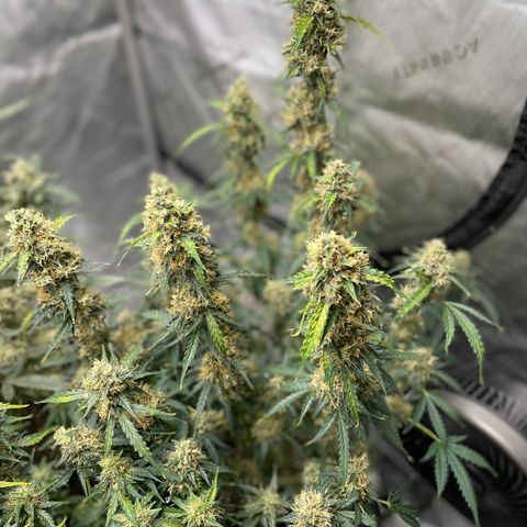 Milky Way - Variegated growlog timeline photo