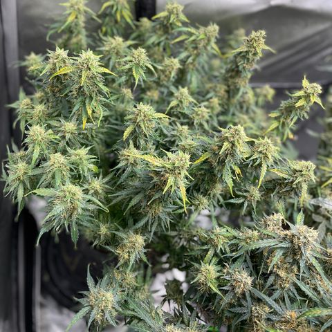 Blue Knight #1 growlog timeline photo