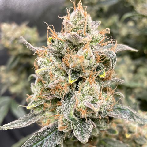Bruce Banner #1 growlog timeline photo
