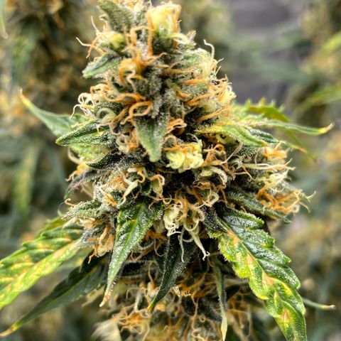 Milky Way - Variegated growlog timeline photo