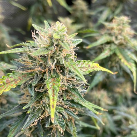 Blue Knight #1 growlog timeline photo