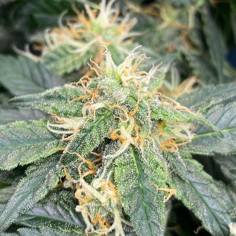 Cinderella #2 growlog timeline photo